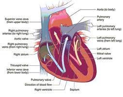 Nanda Nursing Diagnosis for Rheumatic Heart Disease