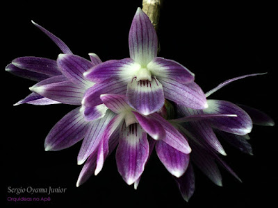 Orquídea Dendrobium victoria-reginae