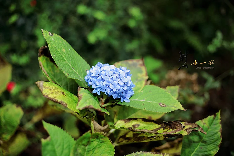 新竹尖石6號花園景觀餐廳