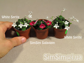 micro mini Sinningia "SimSim Salaviem" vs "White Sprite"