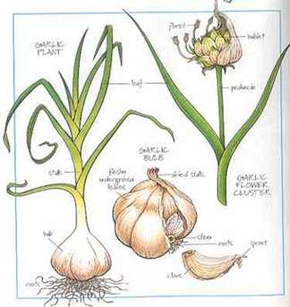 National Garlic Day Wishes Awesome Picture