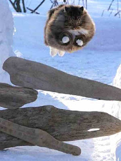 cat flies over logs