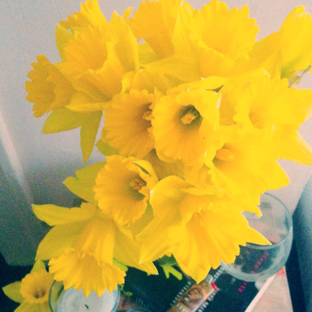 Yellow Daffodils