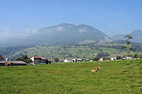 cow relaxing in the country