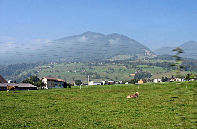 cow relaxing in the country