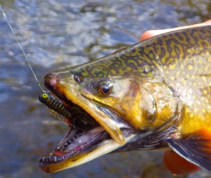 Jeff Samsel Fishing: Thursday Tips: Consider Trout Mouths