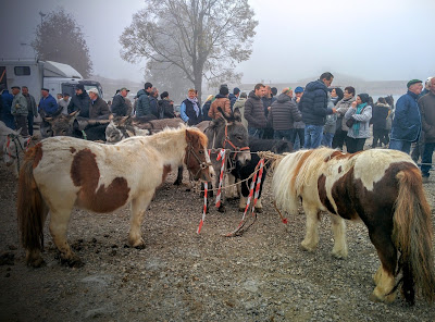 Aste di animali, Fiera di San Martino