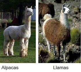 Alpacas/Llamas