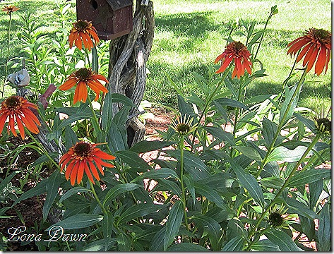 Echinacea_Hot_Papaya_June14
