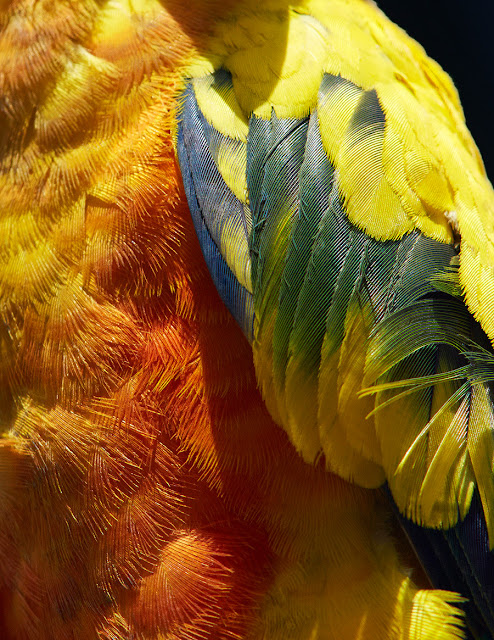 Fotógrafo Thomas Lohr registra a beleza dos pássaros de uma forma inusitada