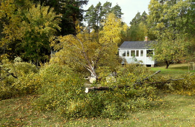 lingonberryhouse, leisure home, puunkaato, woodcutter