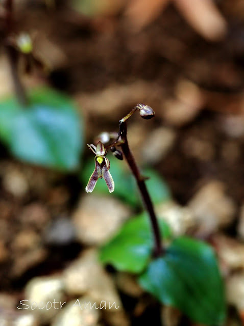 Neottia japonica