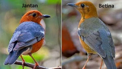 Cara Membedaan Burung Anis Merah Jantan dan Betina  