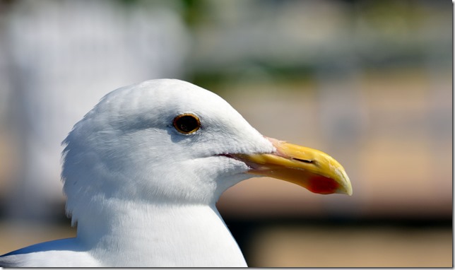 DSC_0067a