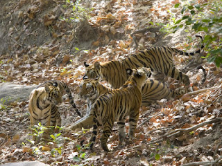 Bandhavgarh-National-Park