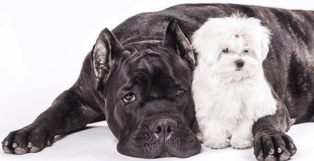 Do Cane Corso Dogs Get Along with Other Pets?