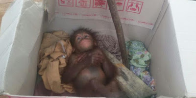 Sang Induk Dibunuh, Bayi Orangutan Menangis