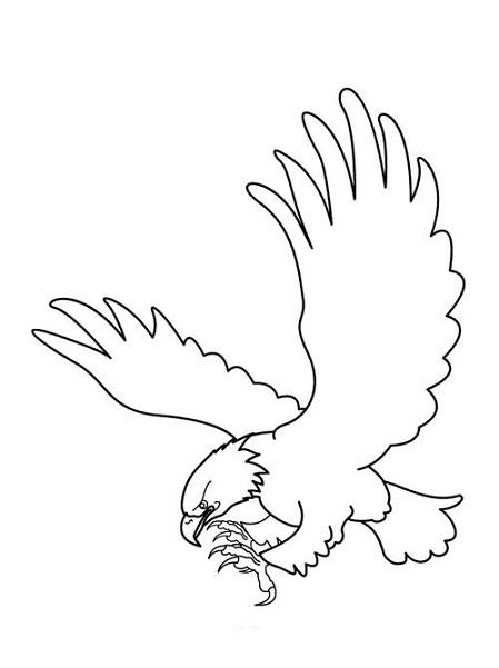  Sketsa  Gambar Burung  Hantu  Merak Garuda Elang gambarcoloring
