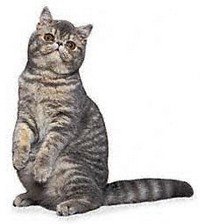Cat Breeds, Funny Cat Exotic Shorthair Cat