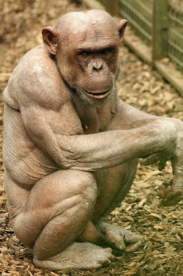 Hairless Chimps Pictures 