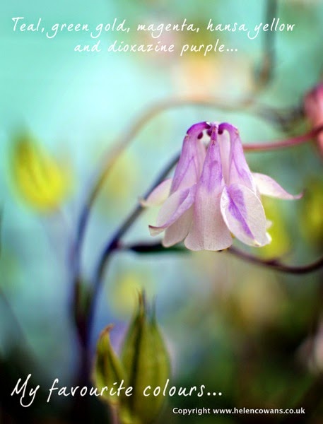 Aquilegia copy