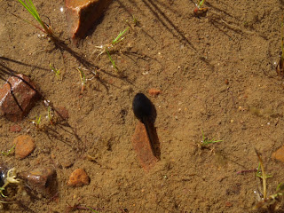 Renacuajo de sapo