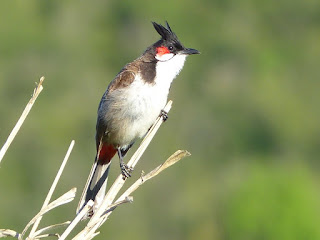 Bulbul orphée - Condé - Merle Maurice - Pycnonotus jocosus 