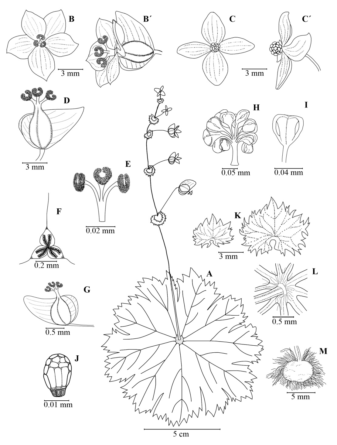 Species New to Science: [Botany • 2022] Begonia ostulensis (Begoniaceae,  sect. Knesebeckia) • A New Species from Michoacán, Mexico