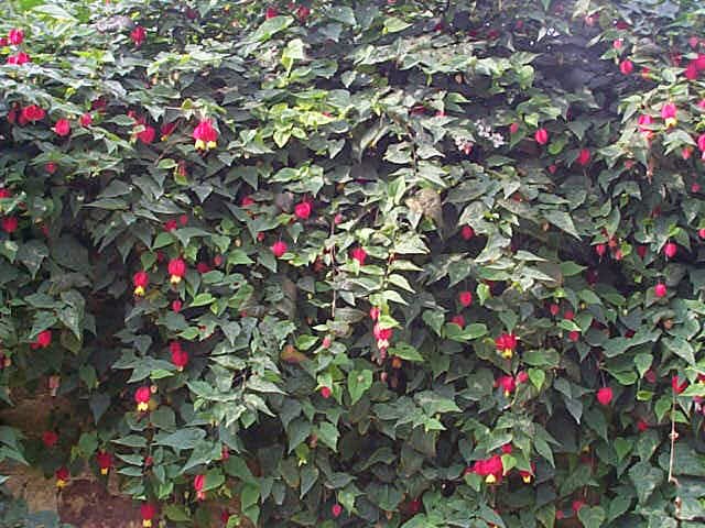 abutilon planta cuidados