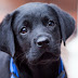Download Black Labrador Retriever Puppy Wallpaper, Iphone Background