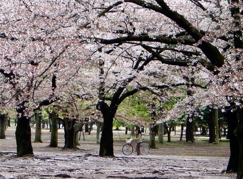  Gambar  gambar  bunga  sakura Yang Indah dan Cantik Gambat 