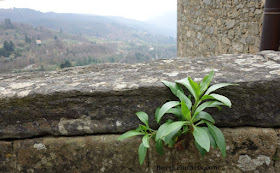 Pietra Serena stone quarried locally in Vellano Tuscany Italy