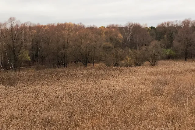 Серебряный бор, озеро Бездонное, тростниковое болото