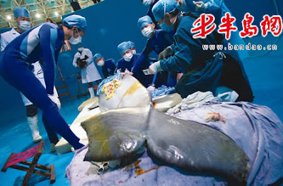 Doctors Doing Surgery on Ill Whale