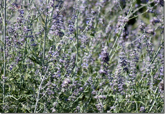 FPC_RussianSage_Aug18