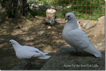 La Selva gli animali 8