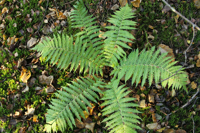 fern