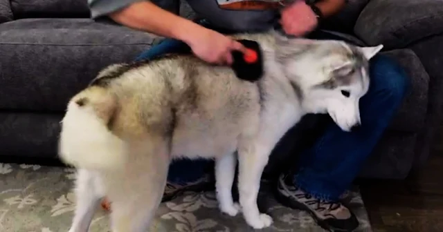 grooming a Siberian husky