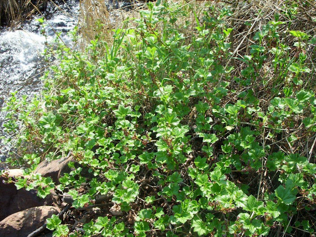 Смородина лежачая (Ribes procumbens)