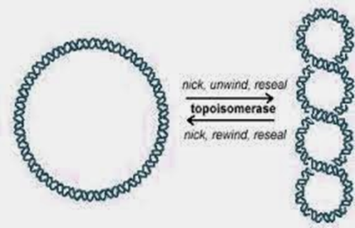 Resolviendo el super-enrollamiento. Las topoisomerasas (YouTube) alteran la topología del ADN, generando o resolviendo los bucles.