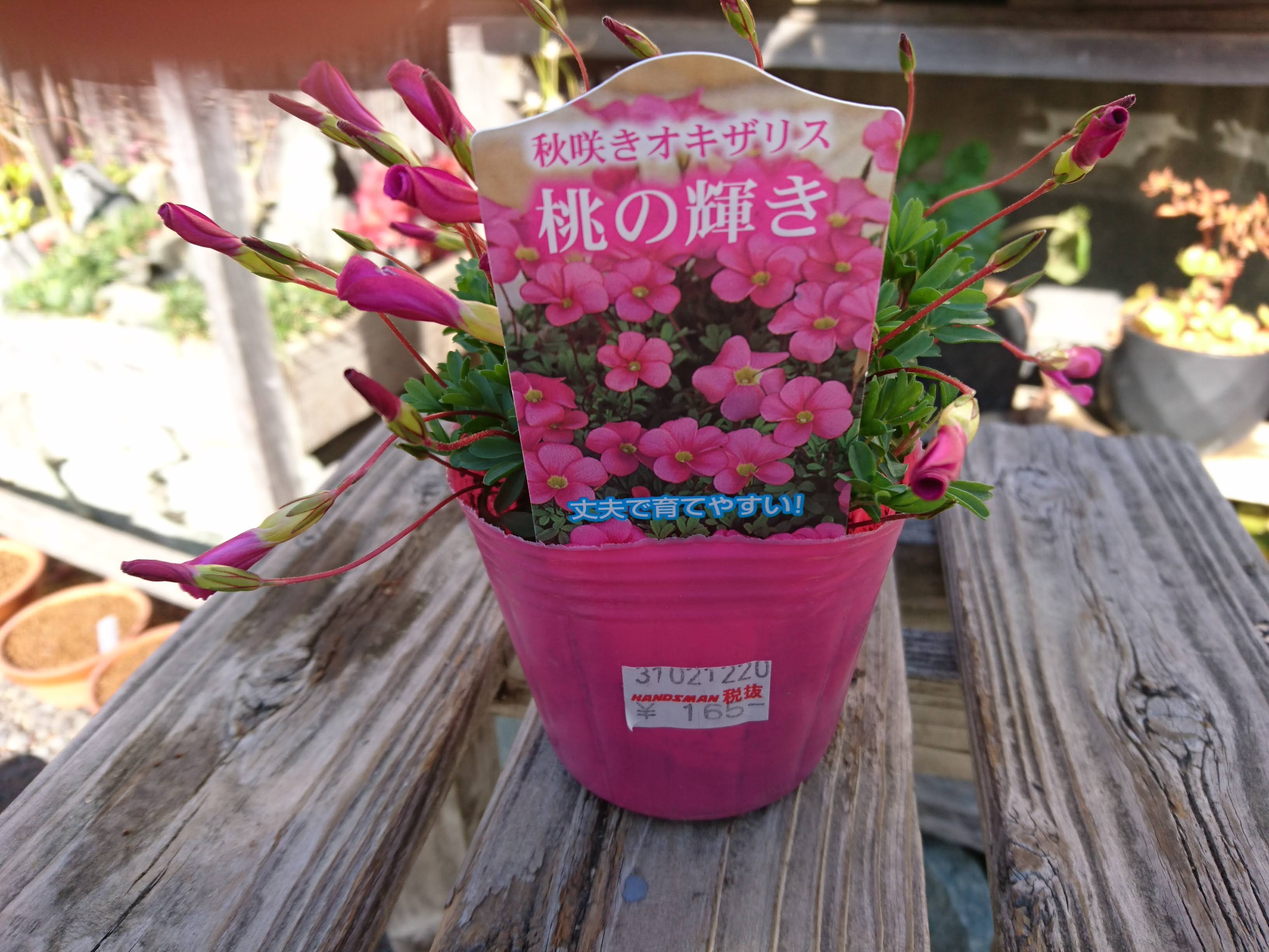 オキザリスの育て方 秋から冬に花を楽しめる品種 桃の輝き メダカの大工