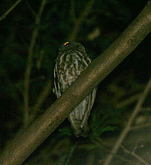 Foto Burung Hantu Pungok