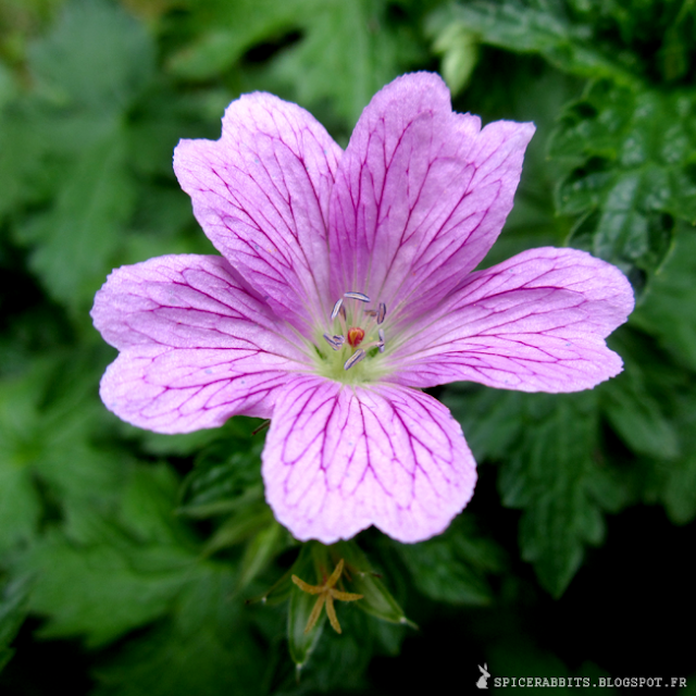 Géranium vivace - Geranium - http://spicerabbits.blogspot.fr/