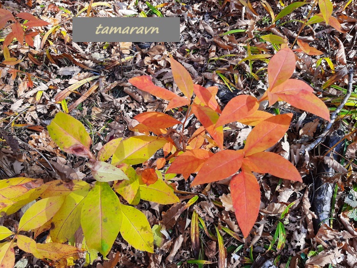 Ластовень заострённый / Ластовень заострённолистный (Vincetoxicum acuminatum, =Vincetoxicum ascyrifolium)