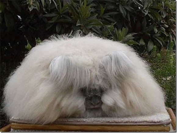 angora-rabbit