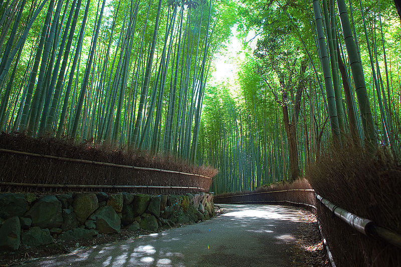 Alam Mengembang Jadi Guru Hutan Bambu  Sagano Jepang