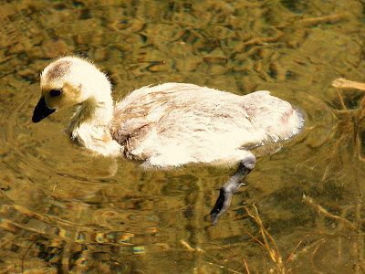 Swisher the goose in May