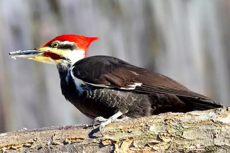 কাঠঠোকরা