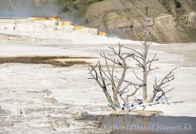 黃石國家公園, Mammoth Hot Springs, yellowstone national park