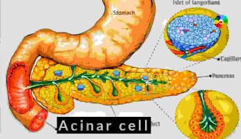 Structure of pancreas